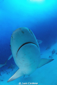 Bull Shark by Juan Cardona 